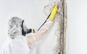 Owings Mills, MD Mold Remediation Company